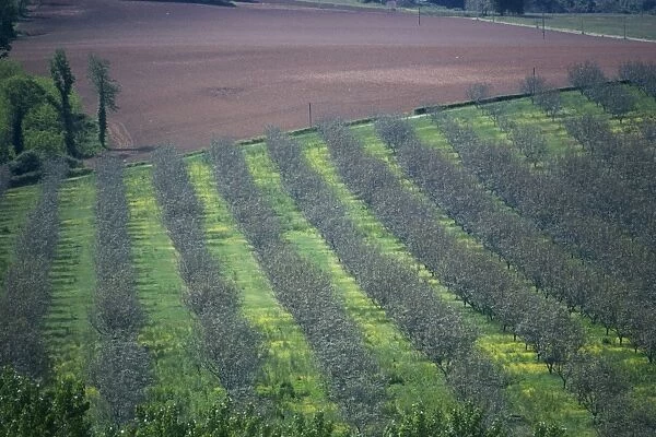 Walnut trees, Dordogne, France, Europe