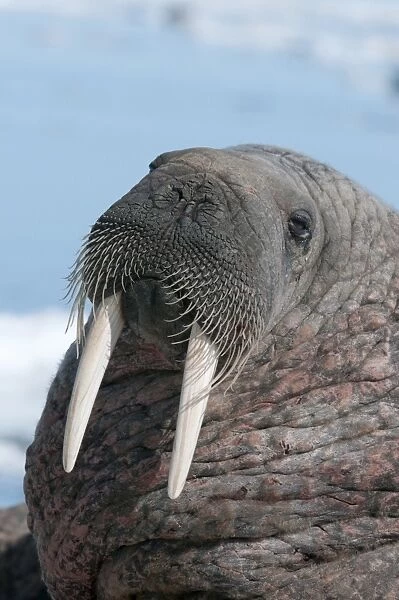 Walrus (Odobenus rosmarinus) close-up of face, tusks and vibrissae (whiskers), hauled out on pack ice to rest and sunbathe, Nunavut, Canada, North America
