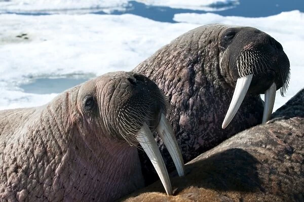 Two walrus (Odobenus rosmarinus) close-up of face, tusks, and vibrissae (whiskers), hauled out on pack ice to rest and sunbathe, Foxe Basin, Nunavut, Canada, North America