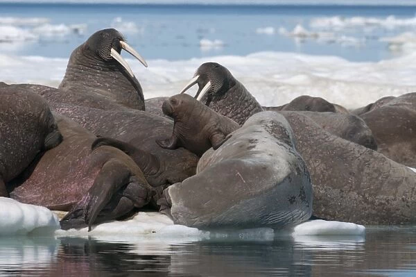 Walrus (Odobenus rosmarinus) females with baby hauled out on pack ice to rest and sunbathe, Foxe Basin, Nunavut, Canada, North America
