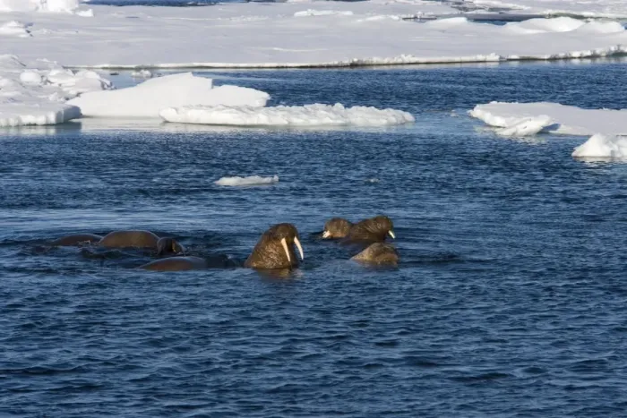 Framed Print : Walrus (Odobenus rosmarus) Framed Print : Walrus (Odobenus rosmarus)