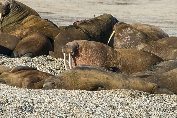 Walrus (Odobenus rosmarus) colony, Torellneset, Svalbard, Arctic, Norway, Scandinavia, Europe