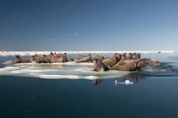 Walrus (Odobenus rosmarus) hauled out on pack ice to rest and sunbathe, Foxe Basin, Nunavut, Canada, North America