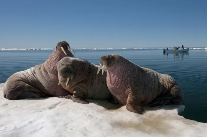 Framed Print : Walrus (Odobenus rosmarus) hauled out on pack ice to rest and sunbathe, Foxe Basin, Nunavut, Canada, North America Framed Print : Walrus (Odobenus rosmarus) hauled out on pack ice to rest and sunbathe, Foxe Basin, Nunavut, Canada, North America
