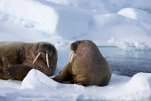 Walrus (Odobenus rosmarus) on pack ice