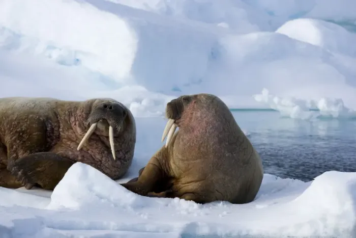 Framed Print : Walrus (Odobenus rosmarus) on pack ice Framed Print : Walrus (Odobenus rosmarus) on pack ice