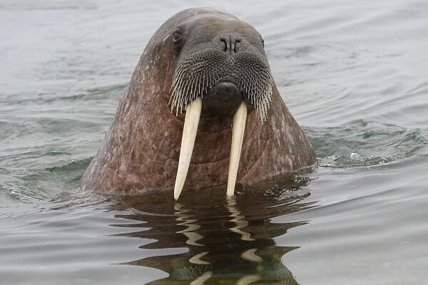 Walrus (Odobenus rosmarus) in water, Spitsbergen Island, Svalbard Archipelago, Arctic