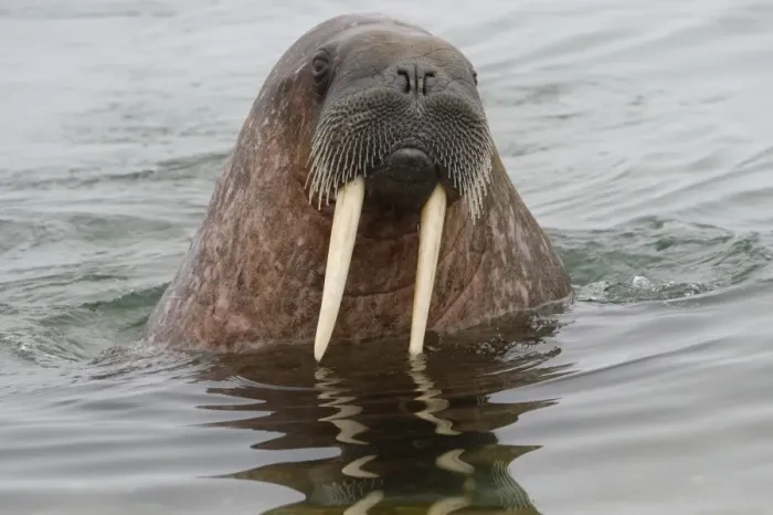 Framed Print : Walrus (Odobenus rosmarus) in water, Spitsbergen Island, Svalbard Archipelago, Arctic Framed Print : Walrus (Odobenus rosmarus) in water, Spitsbergen Island, Svalbard Archipelago, Arctic