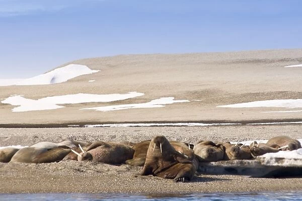 Walrus on Torellneset Island, Nordaustlandet, Svalbard Archipelago, Norway