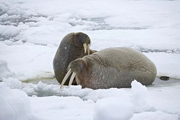 Two walruses (Odobenus rosmarus) on the ice