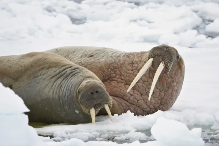 Framed Print : Two walruses (Odobenus rosmarus) on the ice, Sju?yane Island, Svalbard Islands Framed Print : Two walruses (Odobenus rosmarus) on the ice, Sju?yane Island, Svalbard Islands