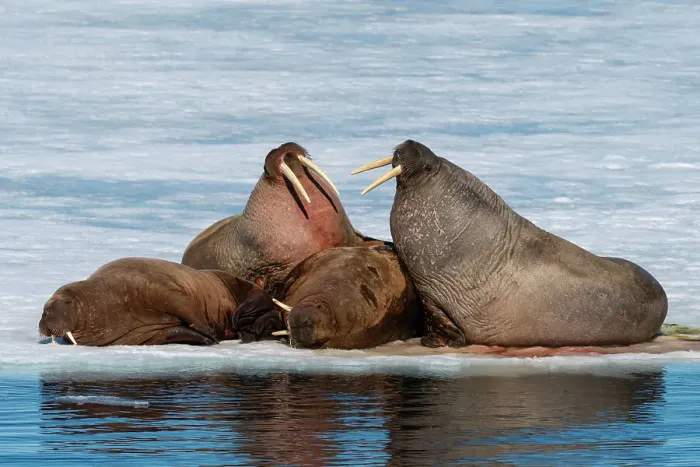 Framed Print : Walruses (Odobenus rosmarus) resting on ice, Brepollen, Spitsbergen, Svalbard Islands, Arctic, Norway, Europe Framed Print : Walruses (Odobenus rosmarus) resting on ice, Brepollen, Spitsbergen, Svalbard Islands, Arctic, Norway, Europe