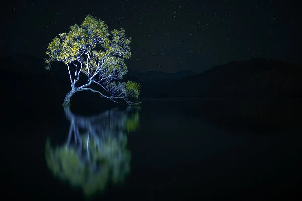That Wanaka Tree against the stars at night, Otago, South Island, New Zealand, Pacific