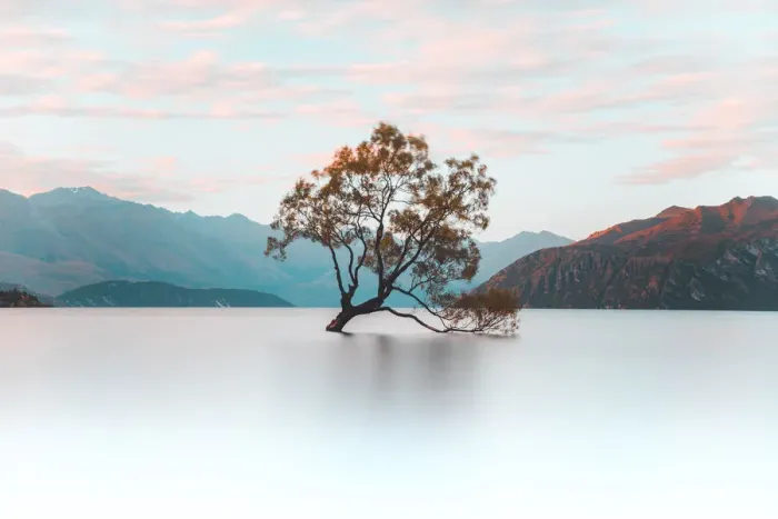 Framed Print : That Wanaka Tree, Wanaka, Otago, South Island, New Zealand, Pacific Framed Print : That Wanaka Tree, Wanaka, Otago, South Island, New Zealand, Pacific