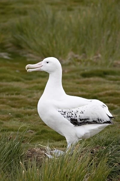 Wandering albatross (Diomedea exulans), Prion Island, South Georgia, Polar Regions