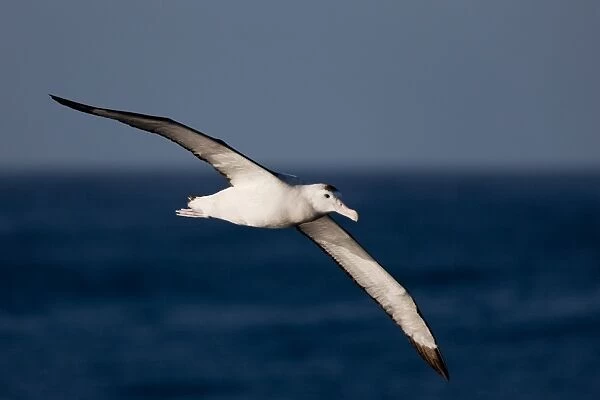 Wandering albatross (Diomedea exulans), Southern Ocean, Antarctic, Polar Regions