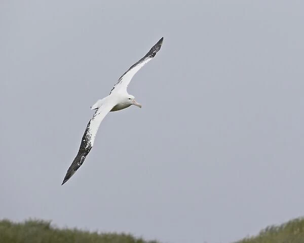 Wandering albatross (Diomedea exulans) soaring, Prion Island, South Georgia