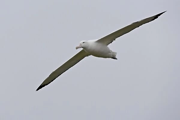 Wandering albatross (Diomedea exulans) soaring, Prion Island, South Georgia