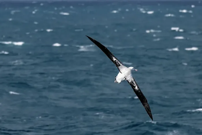 Framed Print : Wandering Albatross on the Southern Ocean near Drake's Passage close to the Antarctic Peninsula, Antarctica, Polar Regions Framed Print : Wandering Albatross on the Southern Ocean near Drake's Passage close to the Antarctic Peninsula, Antarctica, Polar Regions