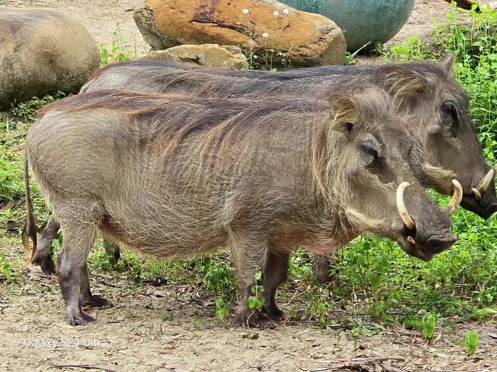 Framed Print : Warthog, Central Florida Zoo, United States of America Framed Print : Warthog, Central Florida Zoo, United States of America