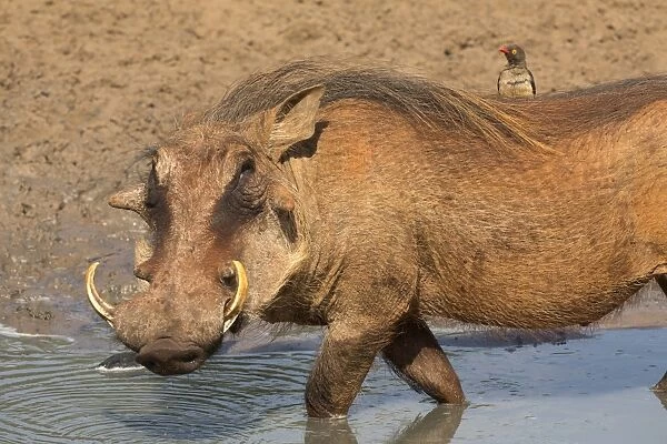Warthog (Phacochoerus aethiopicus), with redbilled oxpecker (Buphagus erythrorhynchus)