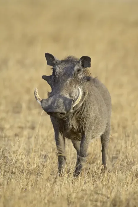 Framed Print : Warthog (Phacochoerus aethiopicus)