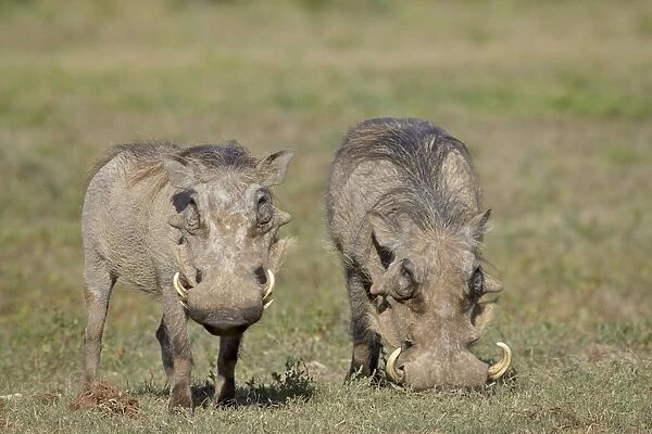Two warthog (Phacochoerus aethiopicus), Addo Elephant National Park, South Africa, Africa