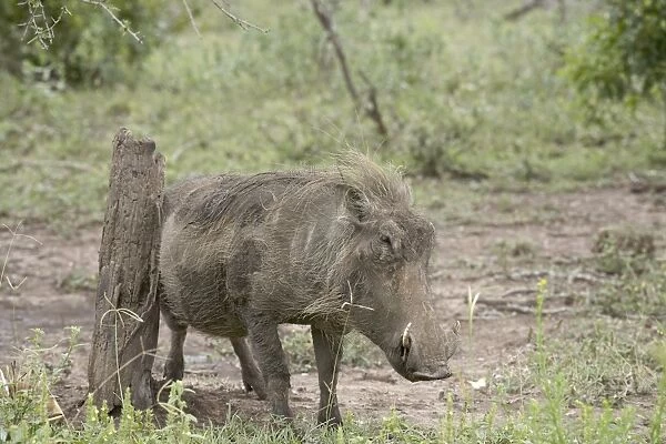 Warthog (Phacochoerus aethiopicus) using a scratching post, Imfolozi Game Reserve