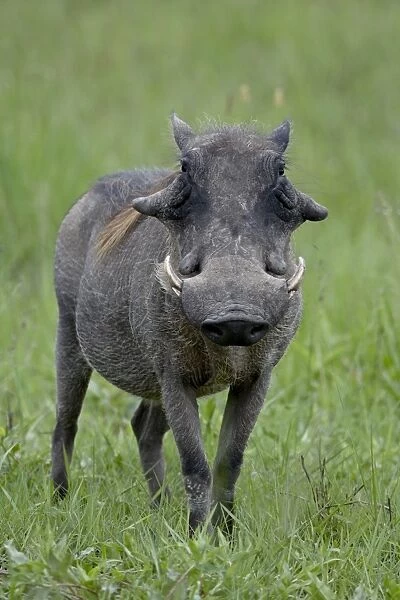 Warthog (Phacochoerus aethiopicus), Kruger National Park, South Africa, Africa