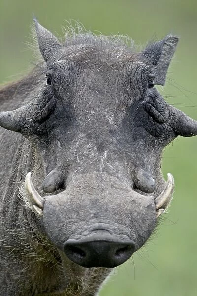 Warthog (Phacochoerus aethiopicus), Kruger National Park, South Africa, Africa