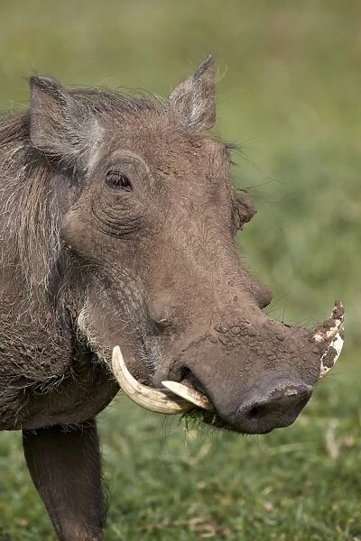Warthog (Phacochoerus aethiopicus), Ngorongoro Crater, Tanzania, East Africa, Africa