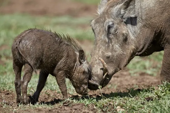 Framed Print : Warthog (Phacochoerus aethiopicus) adult and piglet, Ngorongoro Crater, Tanzania Framed Print : Warthog (Phacochoerus aethiopicus) adult and piglet, Ngorongoro Crater, Tanzania