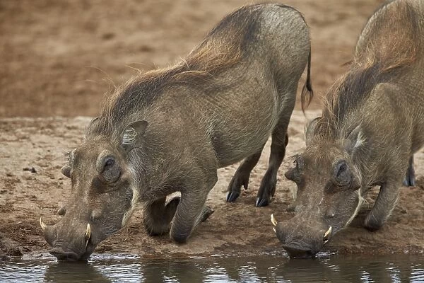 Two warthog (Phacochoerus aethiopicus) drinking, Addo Elephant National Park, South Africa