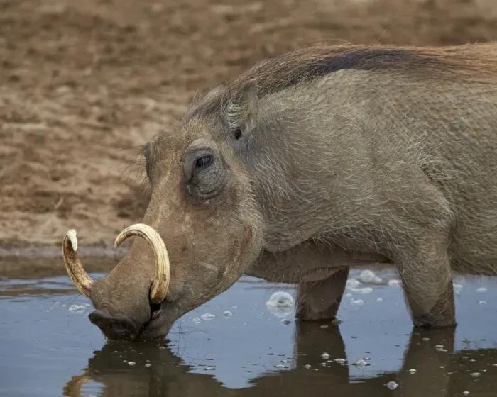Framed Print : Warthog (Phacochoerus aethiopicus) drinking, Addo Elephant National Park, South Africa Framed Print : Warthog (Phacochoerus aethiopicus) drinking, Addo Elephant National Park, South Africa