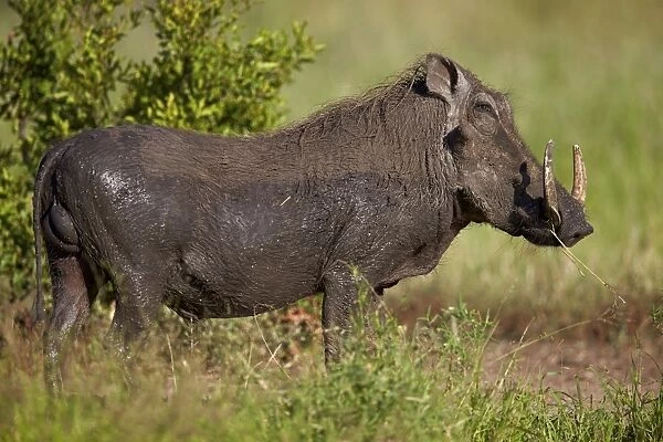 Warthog (Phacochoerus aethiopicus) male, Kruger National Park, South Africa, Africa
