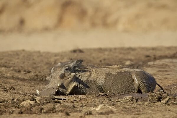 Warthog (Phacochoerus aethiopicus) mud bathing, Addo Elephant National Park