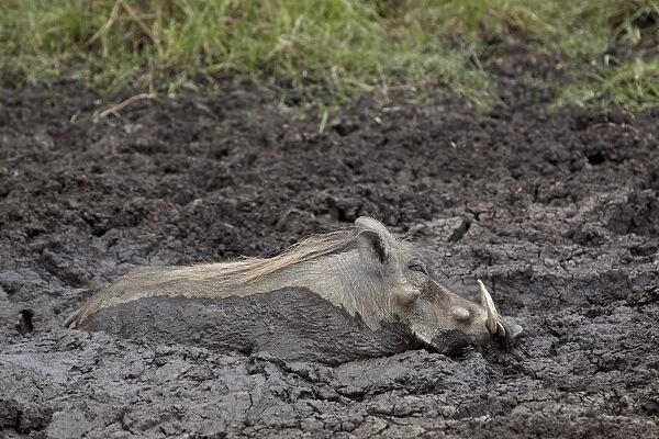 Warthog (Phacochoerus aethiopicus) mud bathing, Ngorongoro Crater, Tanzania, East Africa, Africa