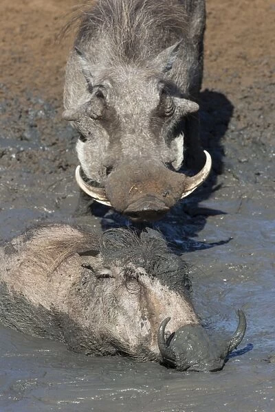 Warthog (Phacochoerus aethiopicus) mudbathing, Mkhuze game reserve, KwaZulu-Natal