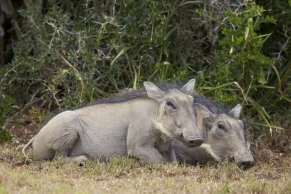 Warthog (Phacochoerus aethiopicus) piglets, Addo Elephant National Park, South Africa