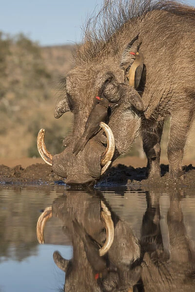 Warthog (Phacochoerus africanus) drinking, with redbilled oxpeckers, Zimanga game reserve