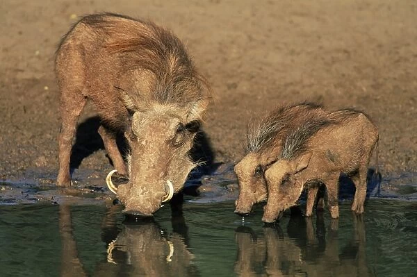 warthogs, Phacochoerus aethiopicus