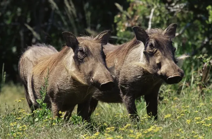 Framed Print : Warthogs (Phacochoerus aethiopicus) Framed Print : Warthogs (Phacochoerus aethiopicus)
