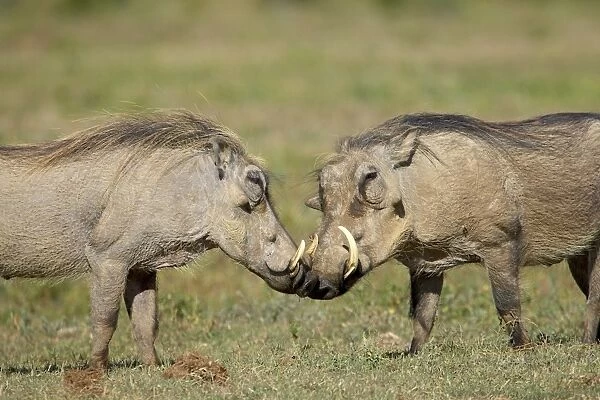 Two warthogs (Phacochoerus aethiopicus)