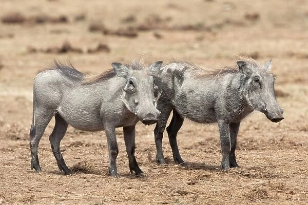 Warthogs (Phacochoerus aethiopicus), sub adult, Addo National Park, Eastern Cape