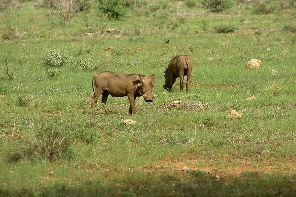 Warthogs, Samburu National Reserve