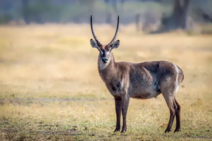Framed Print : Water Buck, Okavango Delta, Botswana, Africa Framed Print : Water Buck, Okavango Delta, Botswana, Africa
