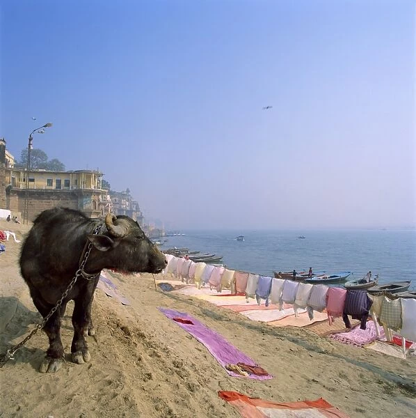 Water buffalo and drying washing on the banks of the river Ganges