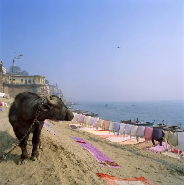 Framed Print : Water buffalo and drying washing on the banks of the river Ganges Framed Print : Water buffalo and drying washing on the banks of the river Ganges
