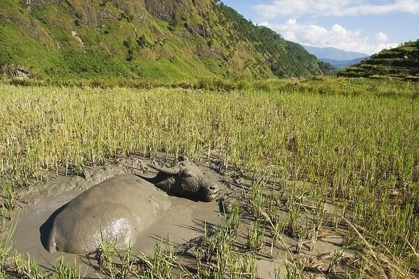 Water buffalo in mud pool in rice field