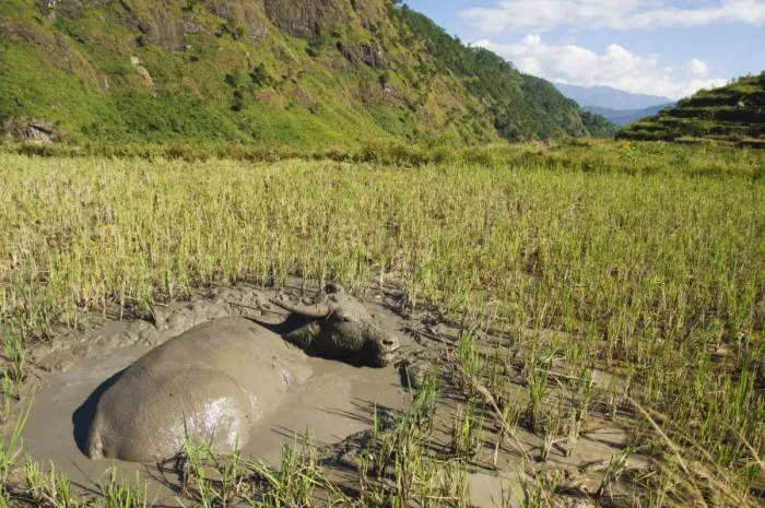 Framed Print : Water buffalo in mud pool in rice field Framed Print : Water buffalo in mud pool in rice field